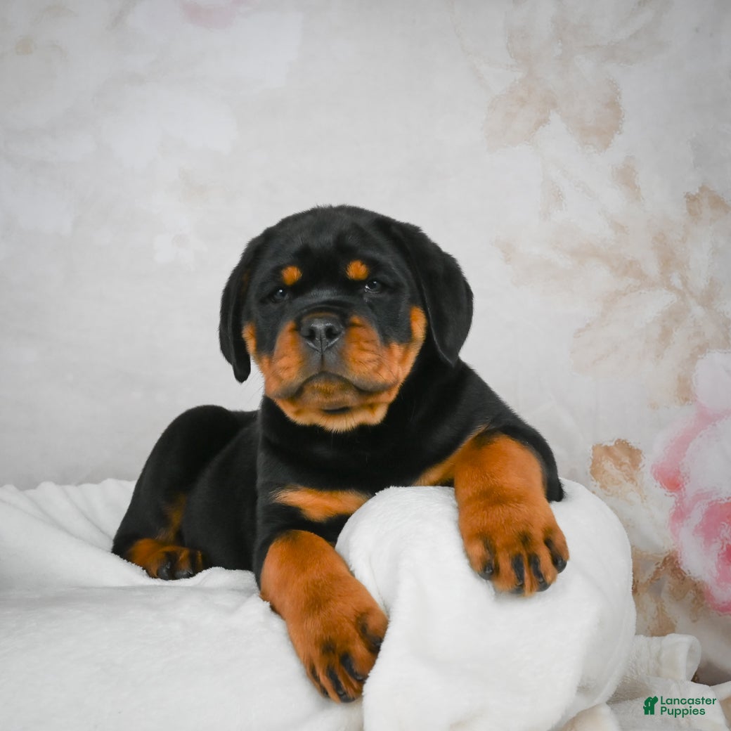Rottweiler dogs Watson - Ad 1