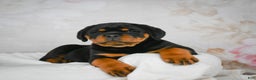 Rottweiler dogs for sale: Watson - Ad 1