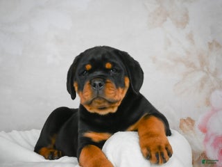 Rottweiler dogs Watson - Ad 23