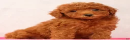 Mini Goldendoodle dogs for sale: Odin - Ad 6