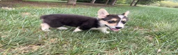 Welsh Corgi Pembroke dogs for sale: Floyd - Ad 11