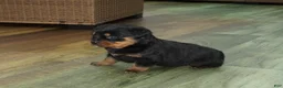 Rottweiler dogs for sale: Foxy - Ad 4