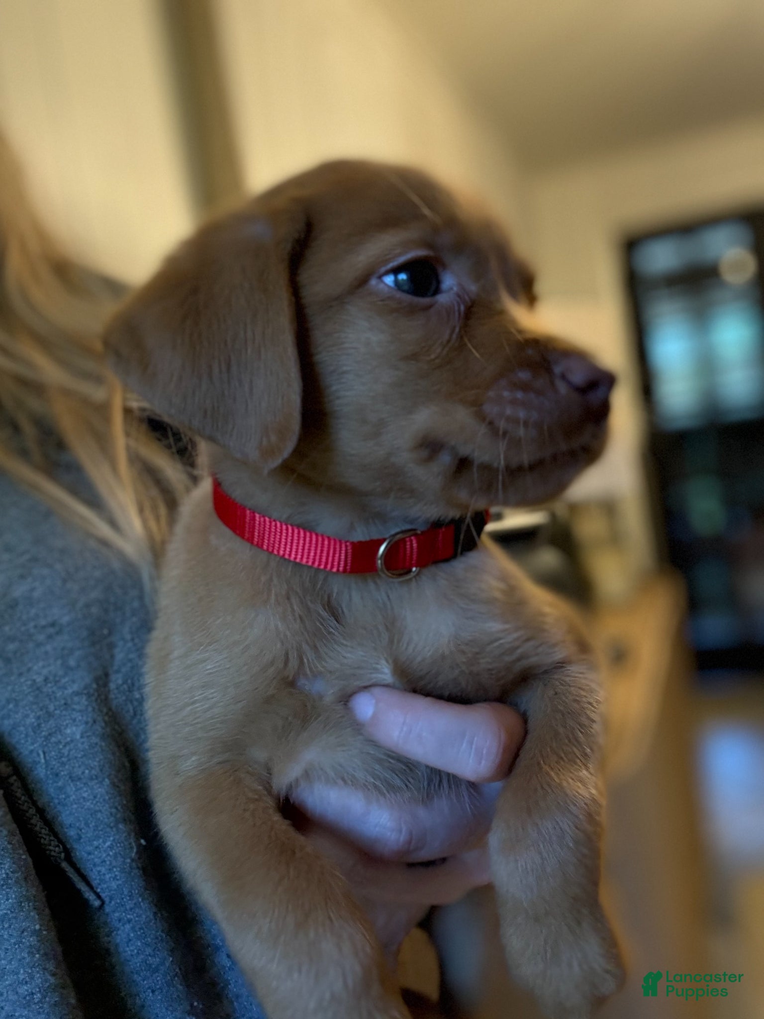 Labrador Retriever dogs for sale: Red Collar Fox Red Lab Puppy - Ad 4