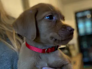 Labrador Retriever dogs for sale: Red Collar Fox Red Lab Puppy - Ad 4