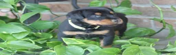 Doberman Pinscher dogs for sale: Willow - Ad 6