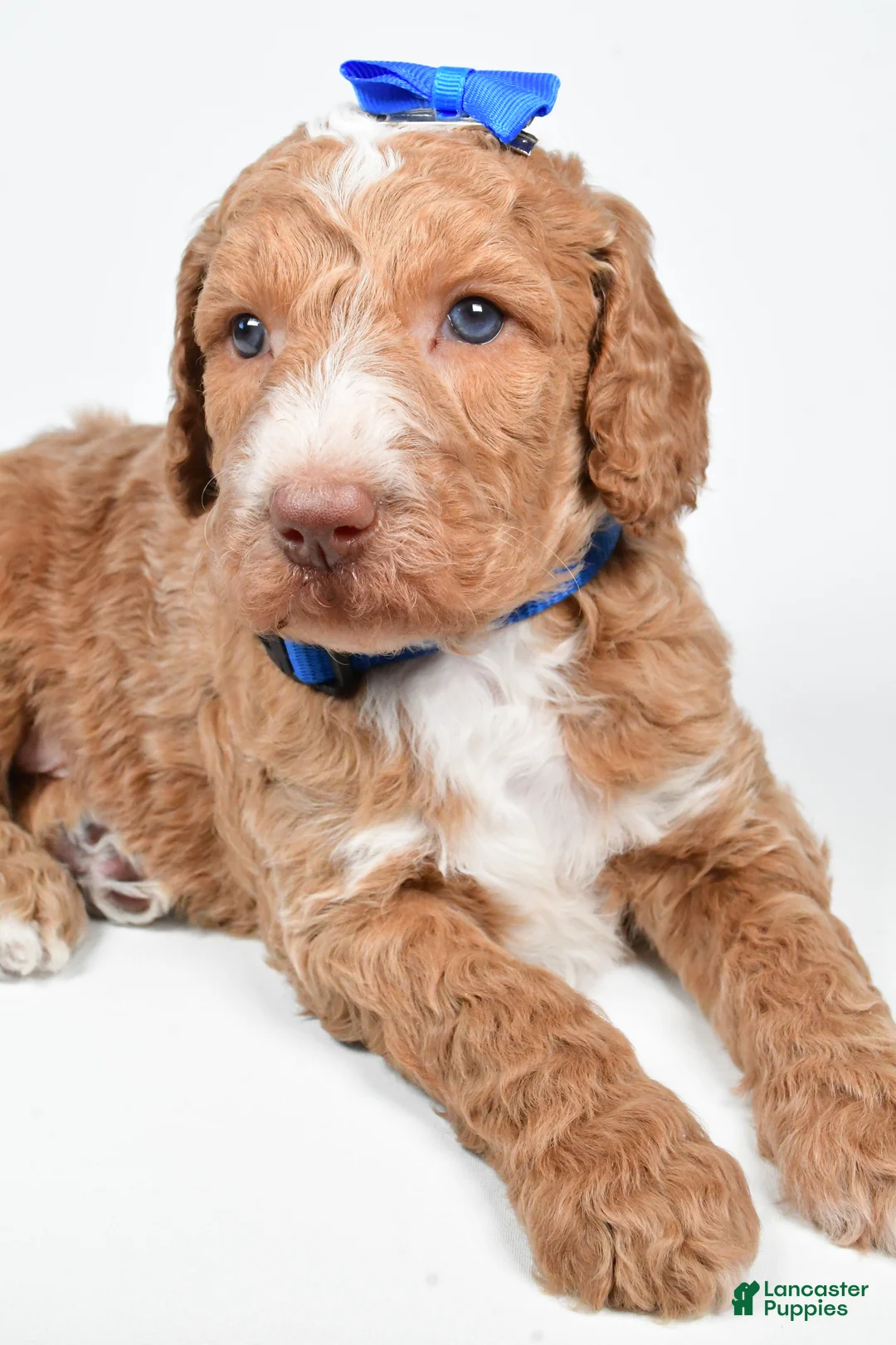 Standard Poodle dogs for sale: Finley - Ad 3