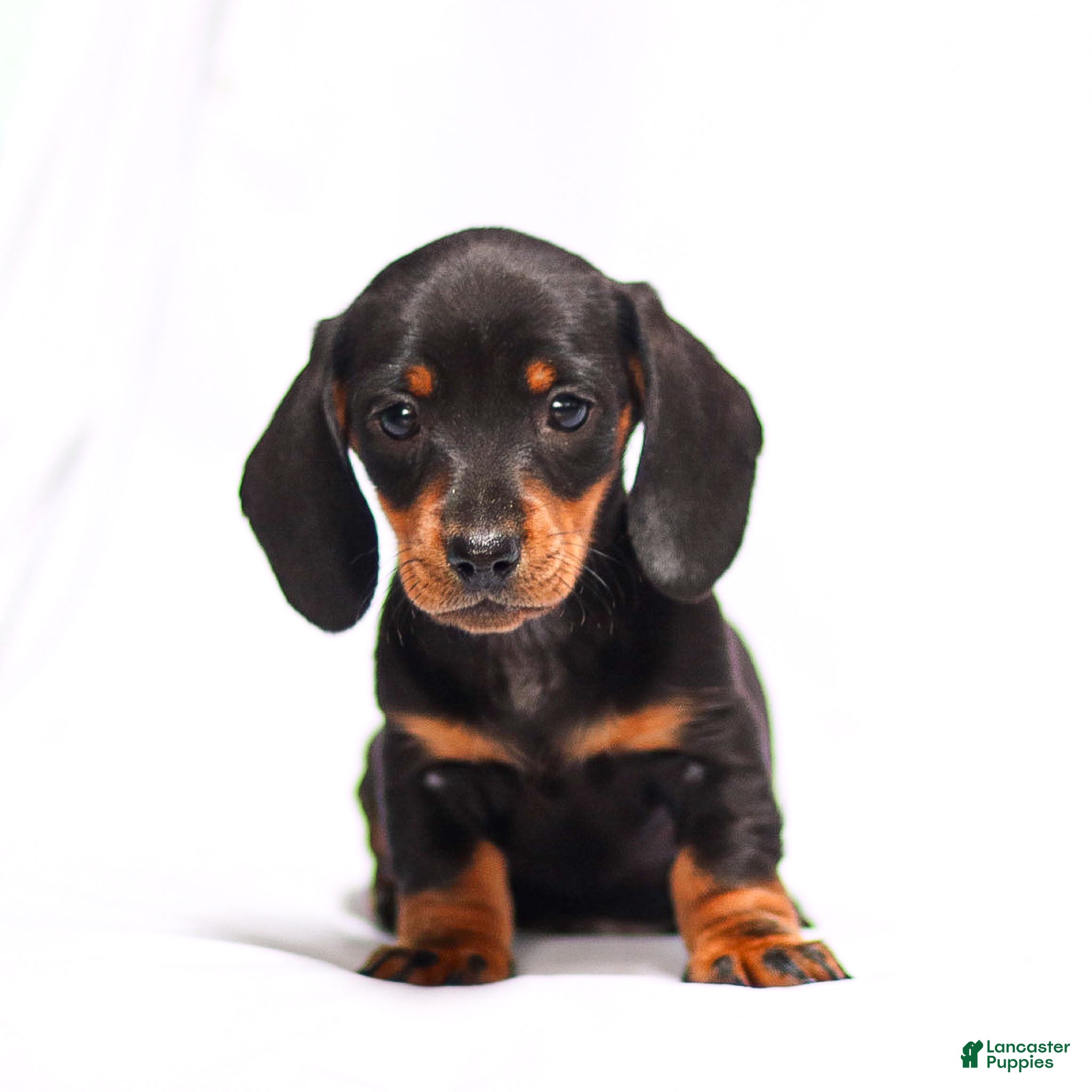 Miniature Dachshund dogs Hershey - Ad 2