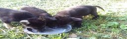 German Shepherd dogs for sale: Cedar - Ad 10