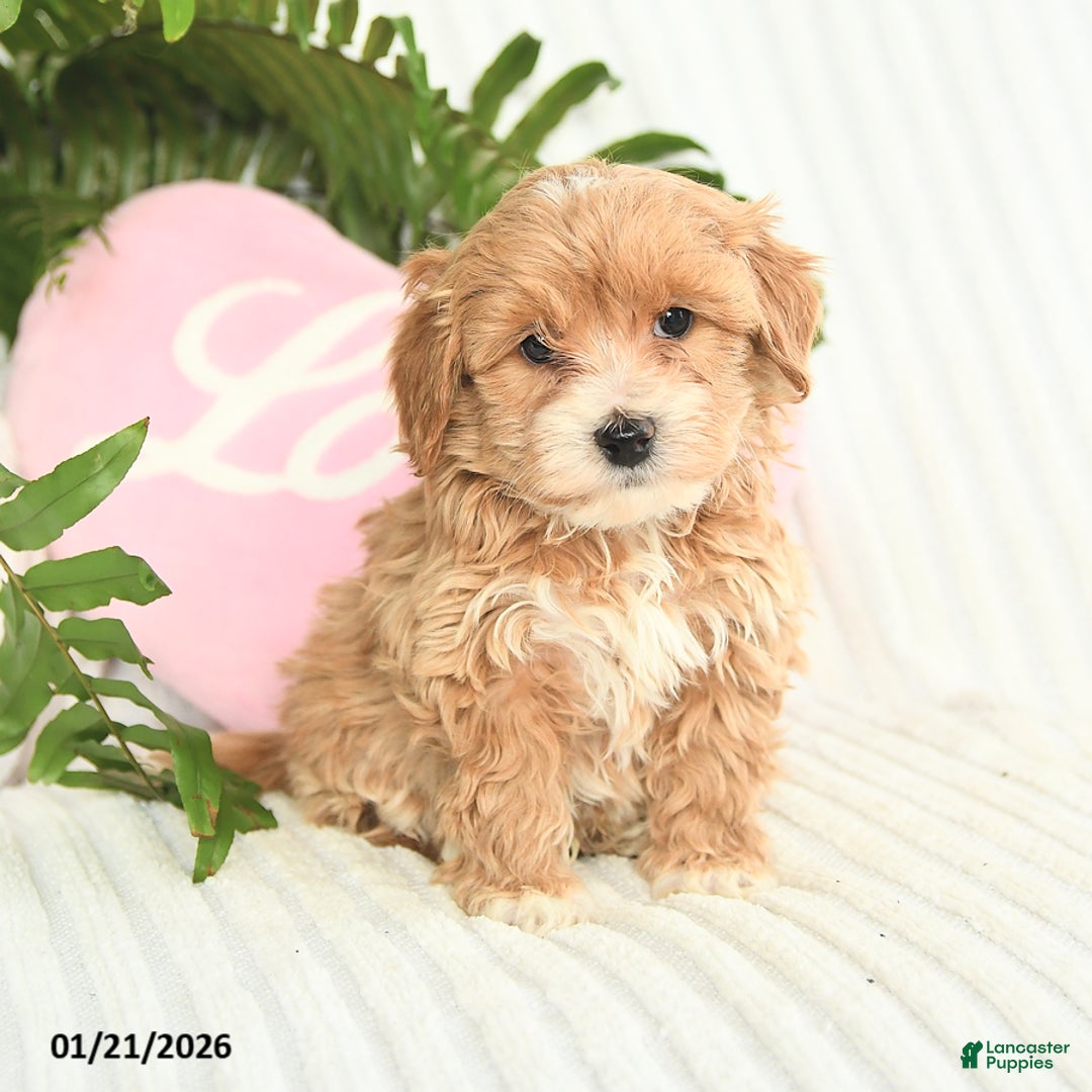 Mixed Breed dogs for sale: Lucky - Ad 2