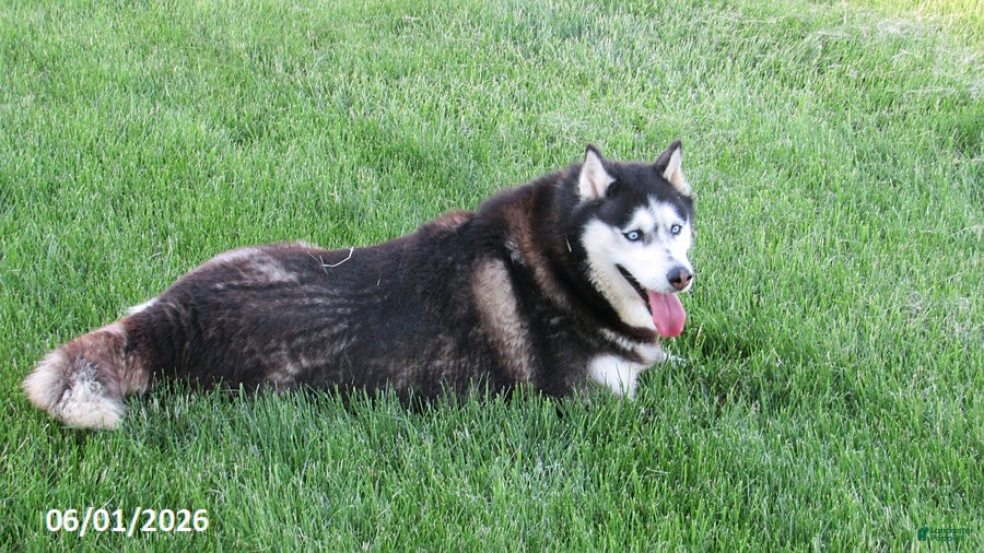 Siberian Husky dogs Mayla - Ad 1