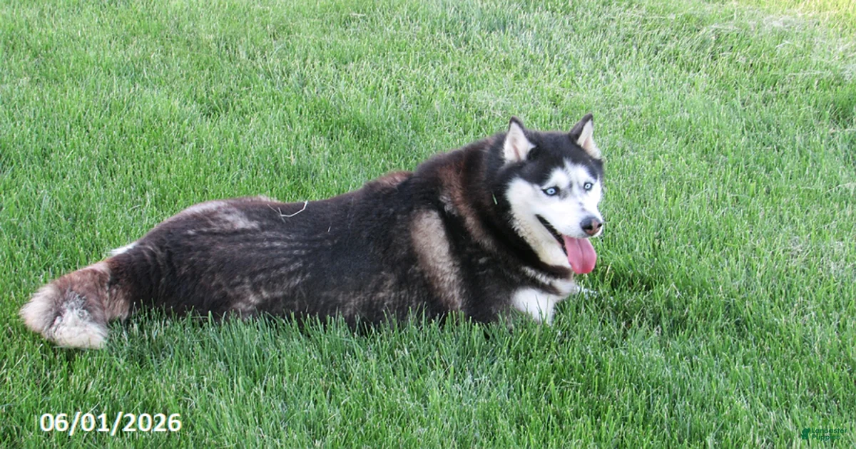 Siberian Husky Puppies for sale in Middletown, Ohio | Lancaster