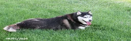 Siberian Husky dogs for sale: Mayla - Ad 1