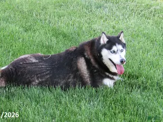 Siberian Husky dogs for sale: Mayla - Ad 1