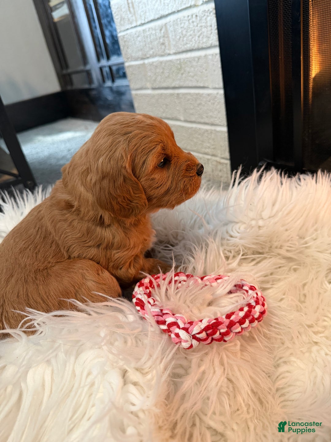 Mini Goldendoodle dogs for sale: Mocha - Ad 3