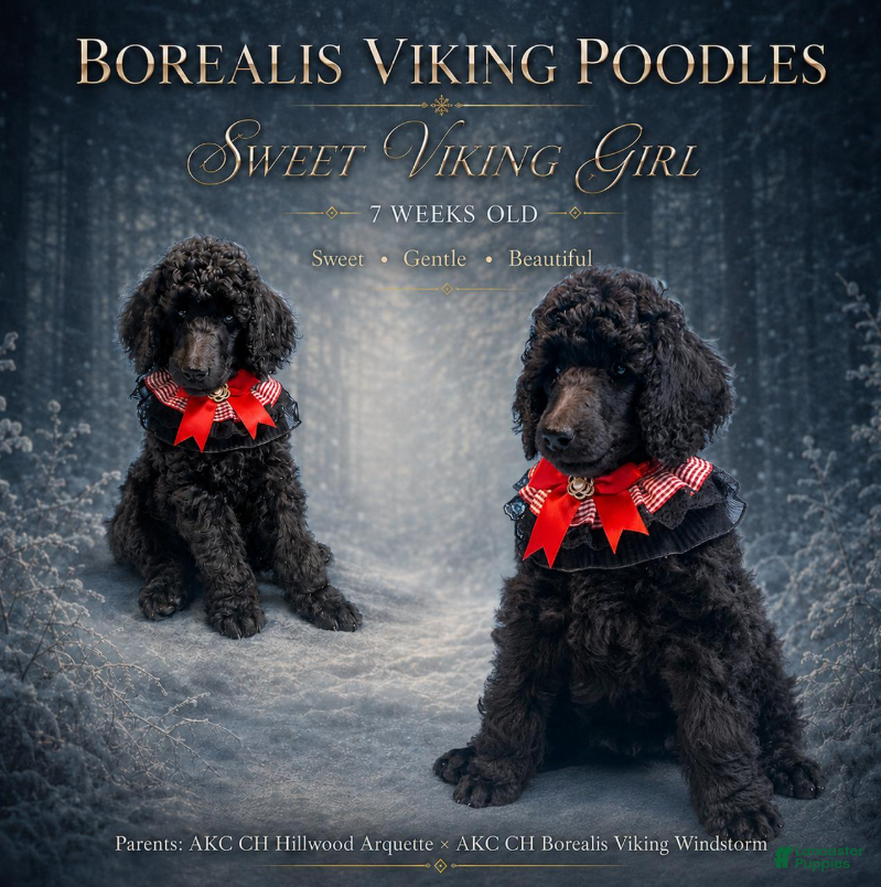 Standard Poodle dogs Sweet Viking Red Girl - Ad 20