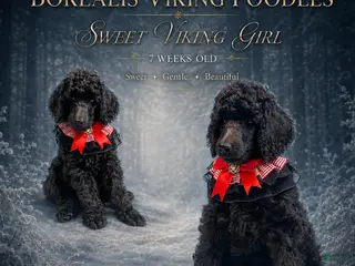 Standard Poodle dogs Sweet Viking Red Girl - Ad 20