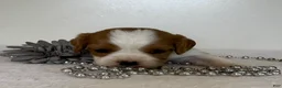 Cavalier King Charles Spaniel dogs for sale: Ollie Cavalier King Charles Spaniel  - Ad 4