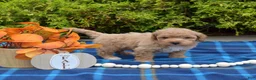 Bichpoo dogs for sale: Pumpkin Patch - Ad 6