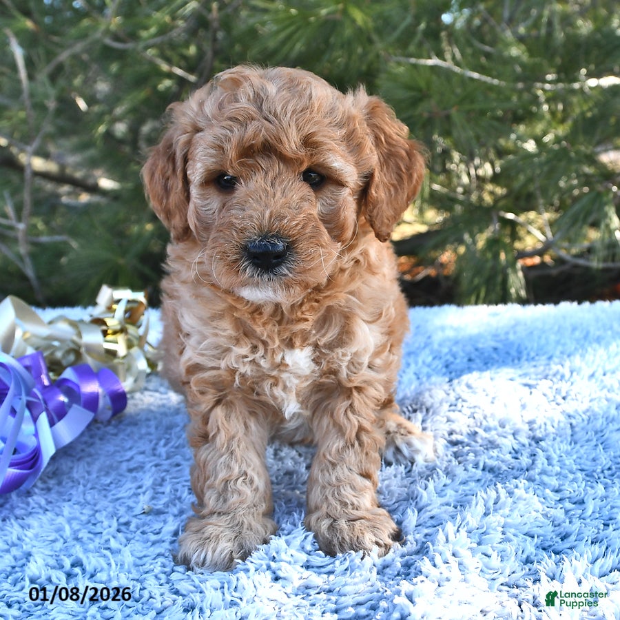 Mini Goldendoodle dogs Candy - Ad 13