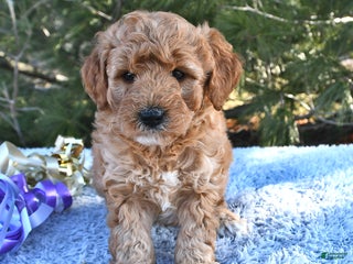 Mini Goldendoodle dogs Candy - Ad 13
