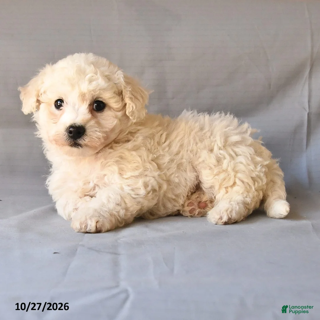 Bichon Frise dogs for sale: Raymond - Ad 2