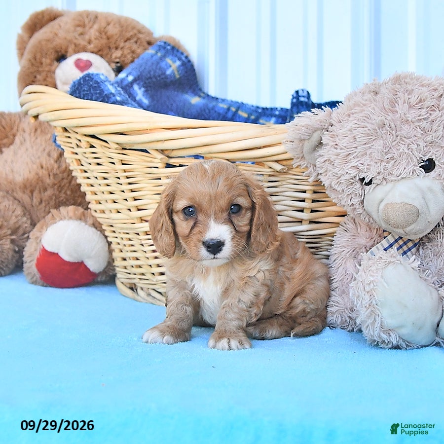Cavapoo dogs Bennet - Ad 2
