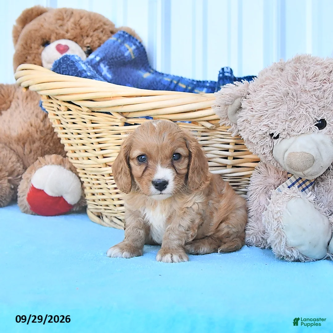 Cavapoo dogs for sale: Bennet - Ad 2