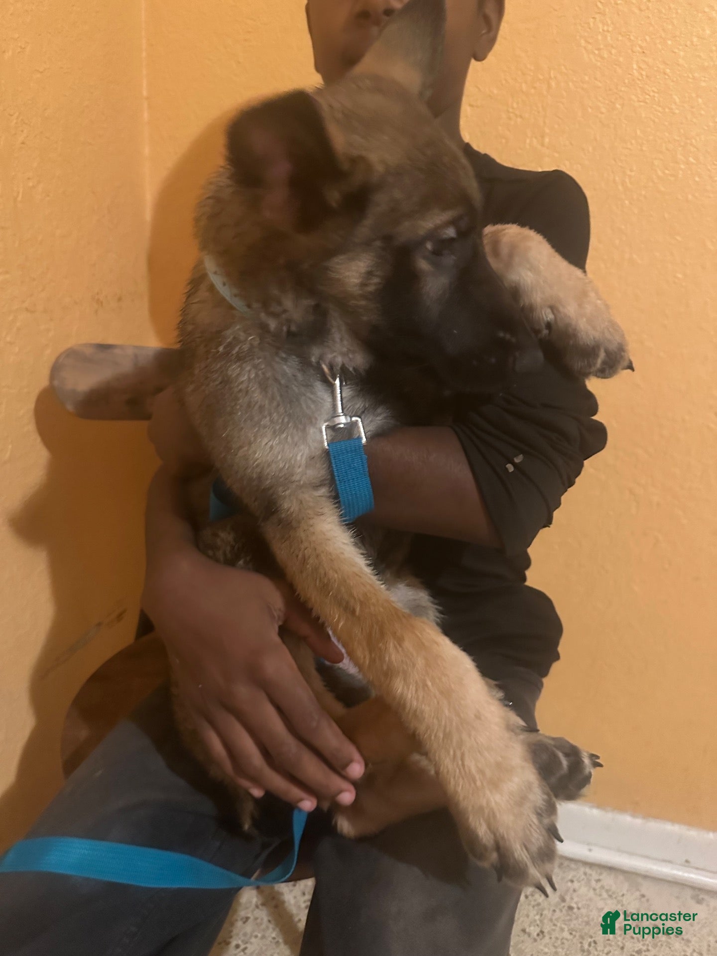 German Shepherd dogs German Shepherd 1 - Ad 28