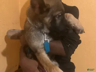 German Shepherd dogs German Shepherd 1 - Ad 30
