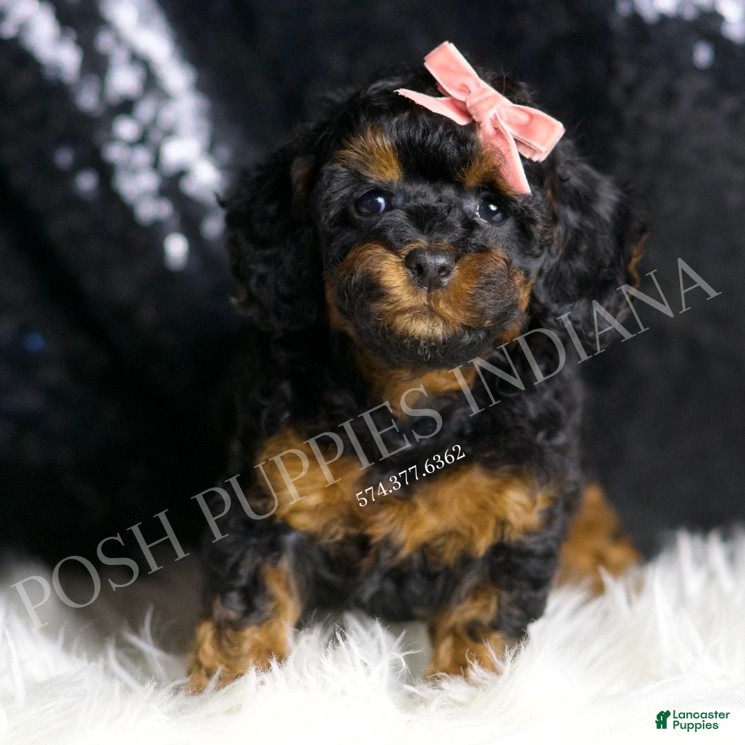 Toy Poodle dogs for sale: Ginny  - Ad 2