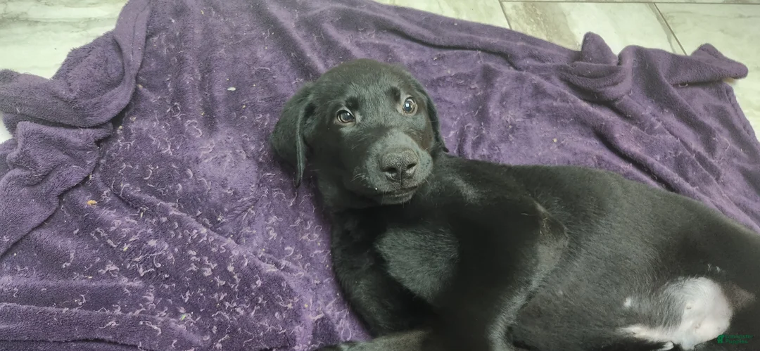 Labrador Retriever dogs for sale: Labrador Retriever lilac - Ad 2