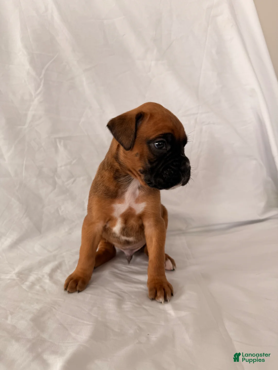 Boxer dogs for sale: Buzz - Ad 5