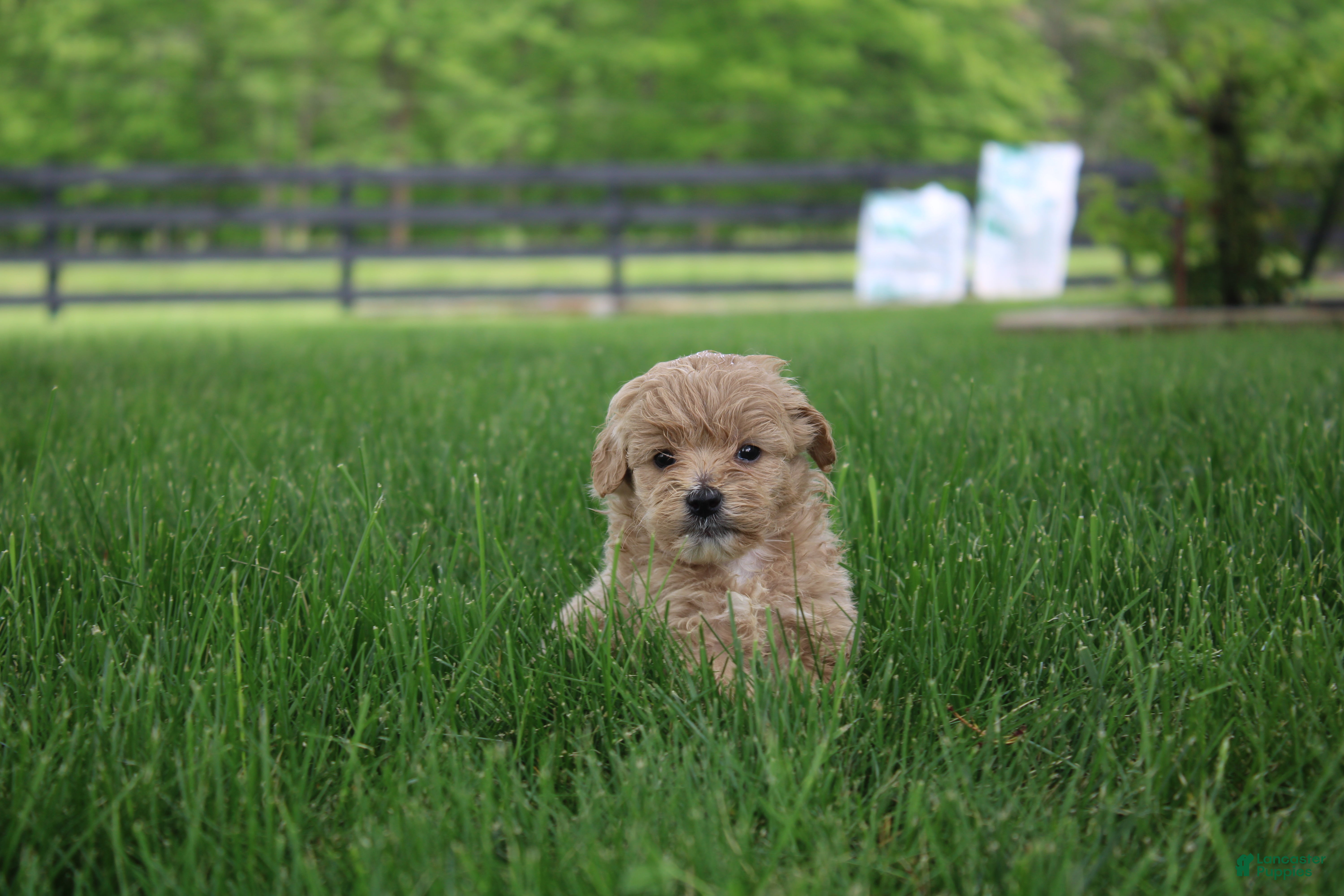 Mini Goldendoodle dogs Tilly - Ad 37