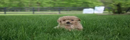 Mini Goldendoodle dogs for sale: Tilly - Ad 9