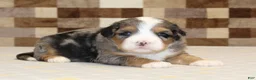 Mini Bernedoodle dogs for sale: Charlie - Ad 10