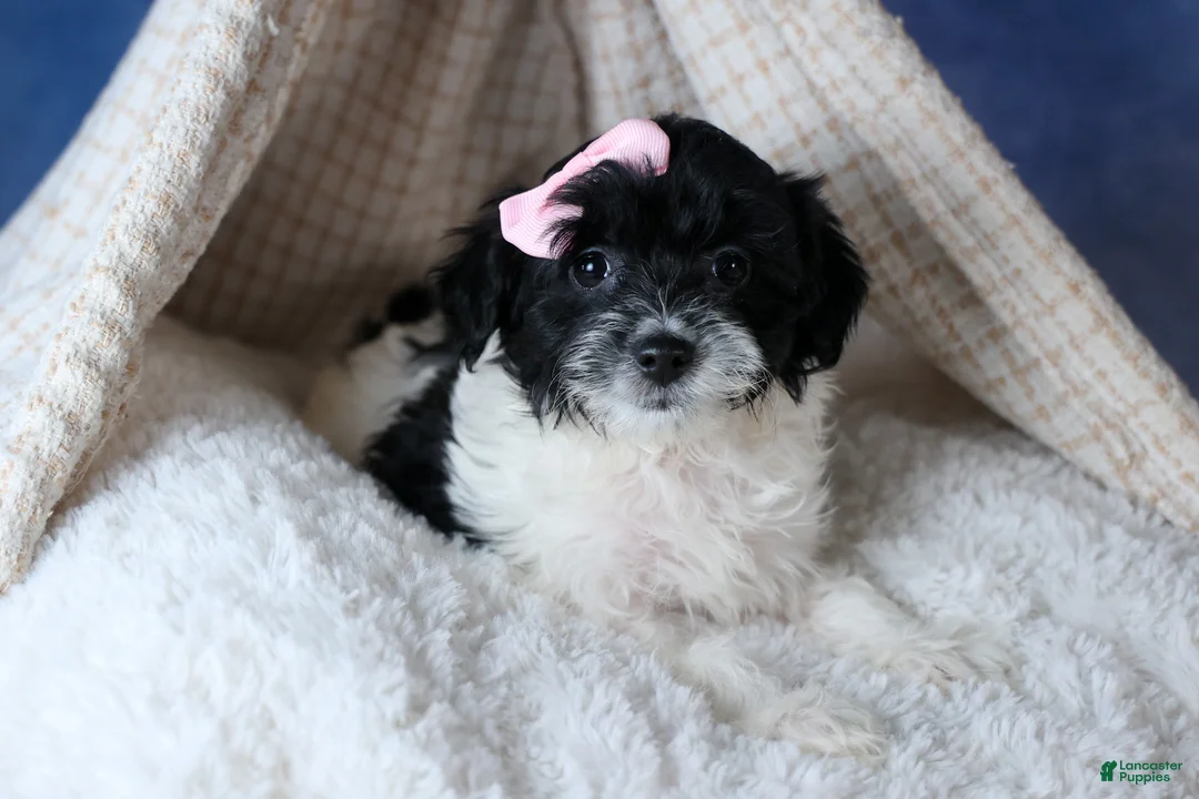 Havapoo dogs for sale: FREDA - Ad 13