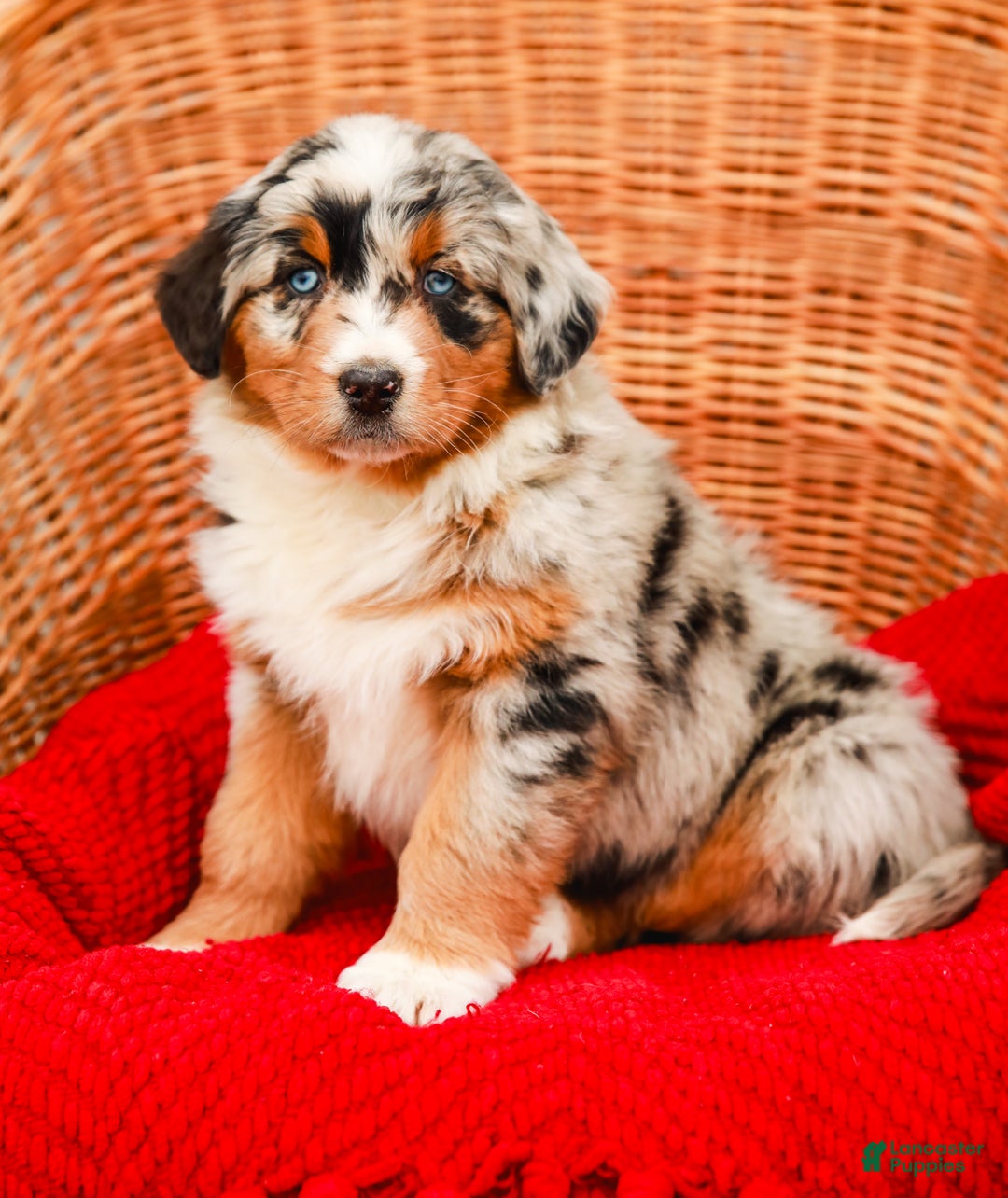 Aussiedoodle dogs for sale: Shadow Standard - Ad 3