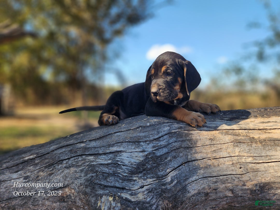 Mixed Breed dogs for sale: Fall 2025 Bloodahoula Male 1 - Ad 4