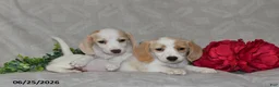 Dachshund dogs for sale: Ellie - Ad 3