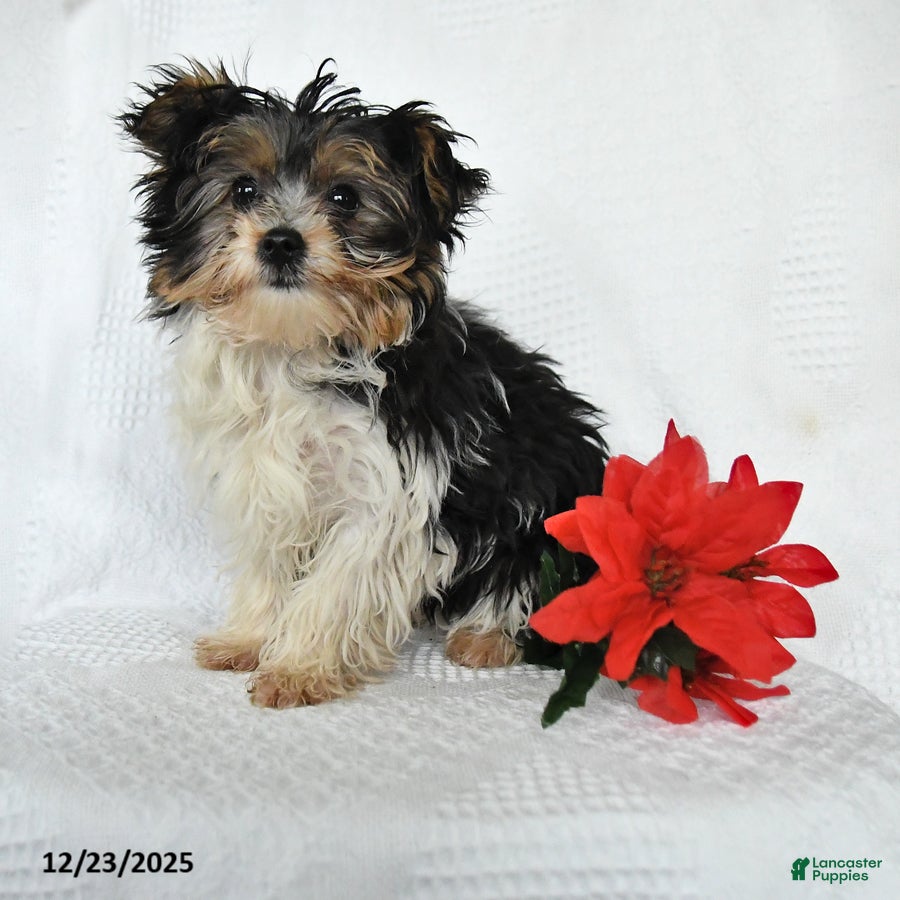 Yorkshire Terrier dogs Domino - Ad 9