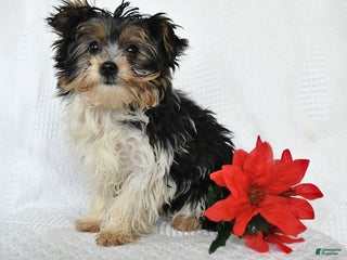 Yorkshire Terrier dogs Domino - Ad 9