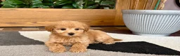 Maltipoo dogs for sale: Joy  - Ad 4