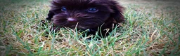 Havapoo dogs for sale: Kricket - Ad 9