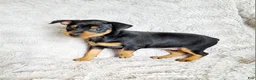 Miniature Pinscher dogs for sale: Lilac - Ad 2