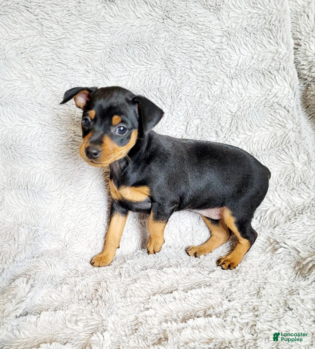 Miniature Pinscher dogs for sale: Lilac - Ad 2