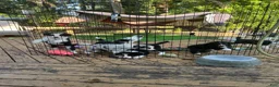 Border Collie dogs for sale: Faye - Ad 14