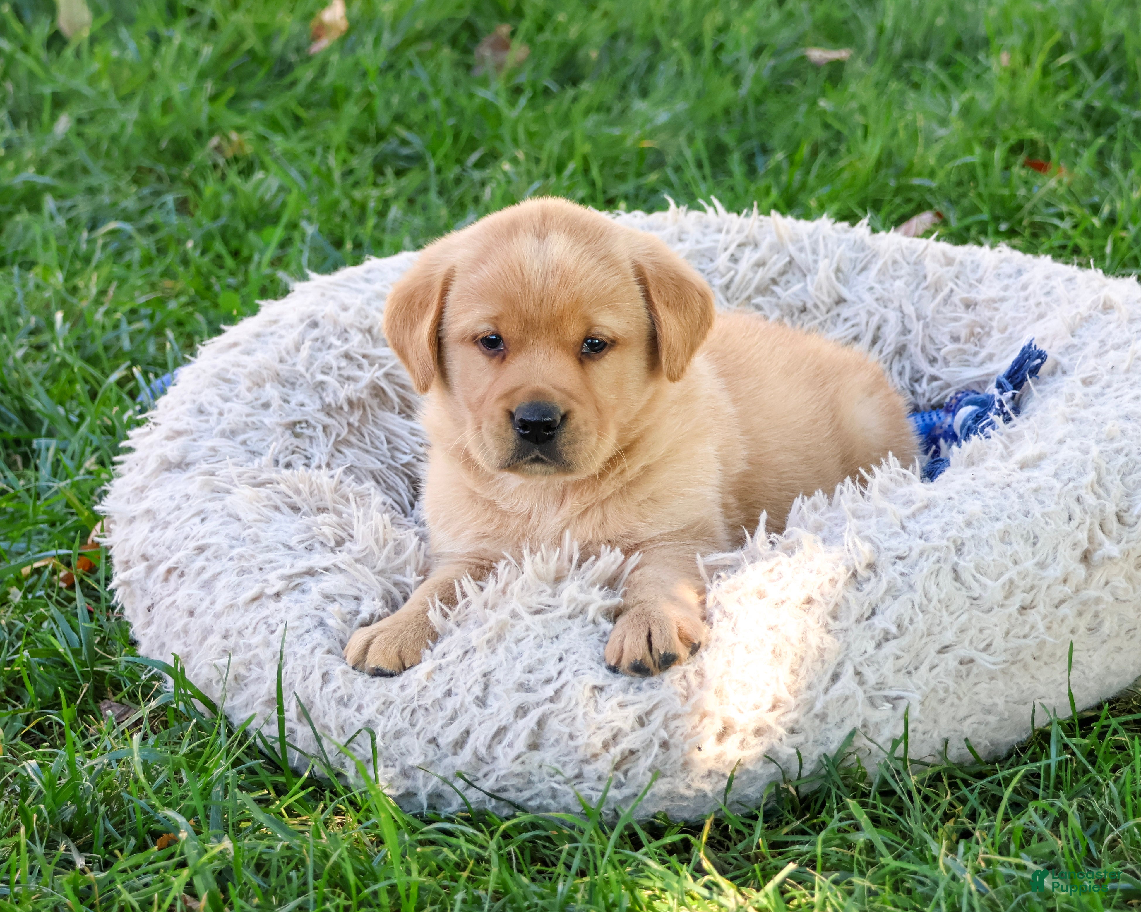 Goldador dogs for sale: Evander - Ad 1