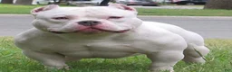 American Pit Bull Terrier dogs for sale: American Pit Bull Terrier 1 - Ad 2