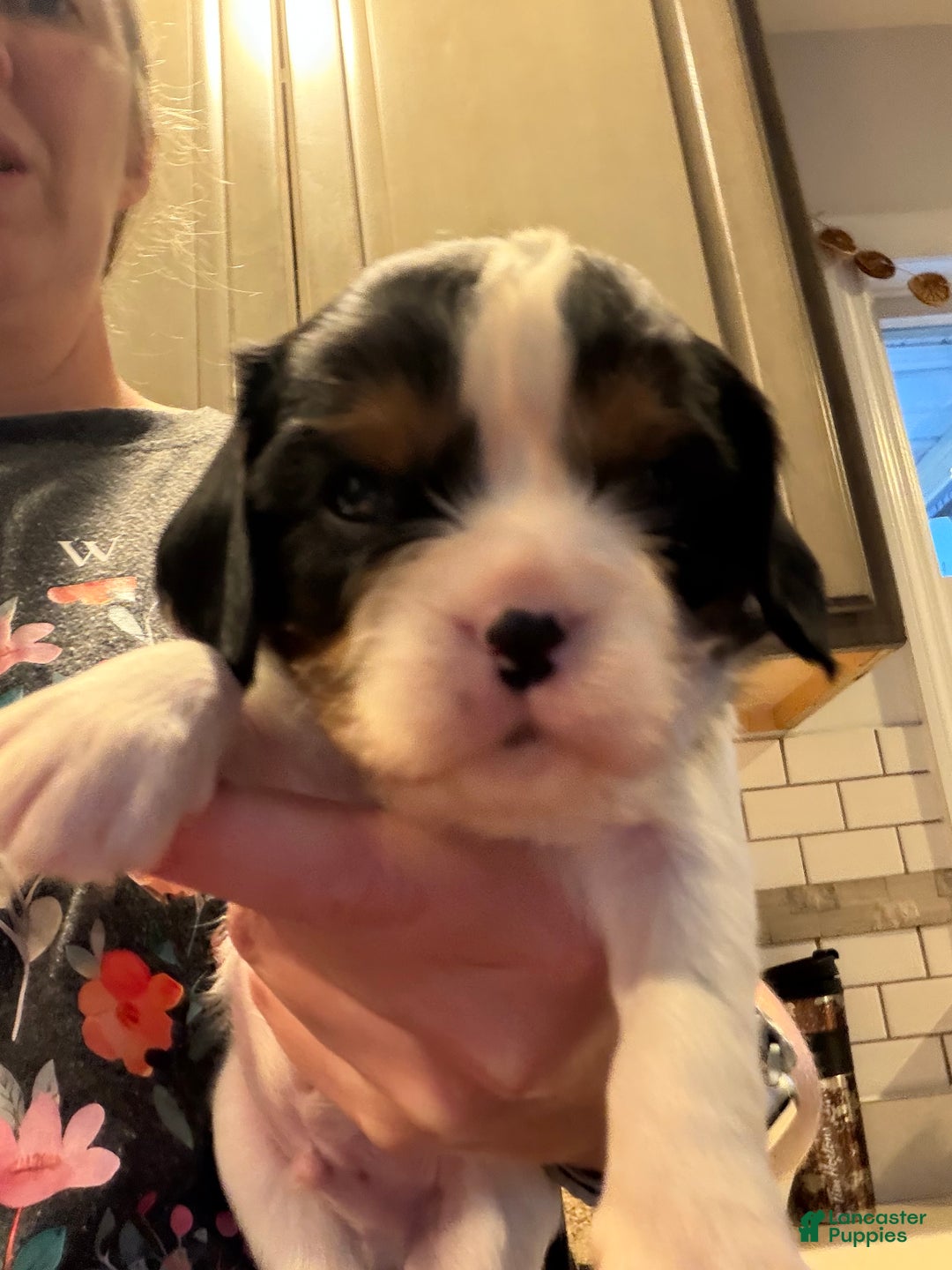 Cavalier King Charles Spaniel dogs for sale: Charlie - Ad 4