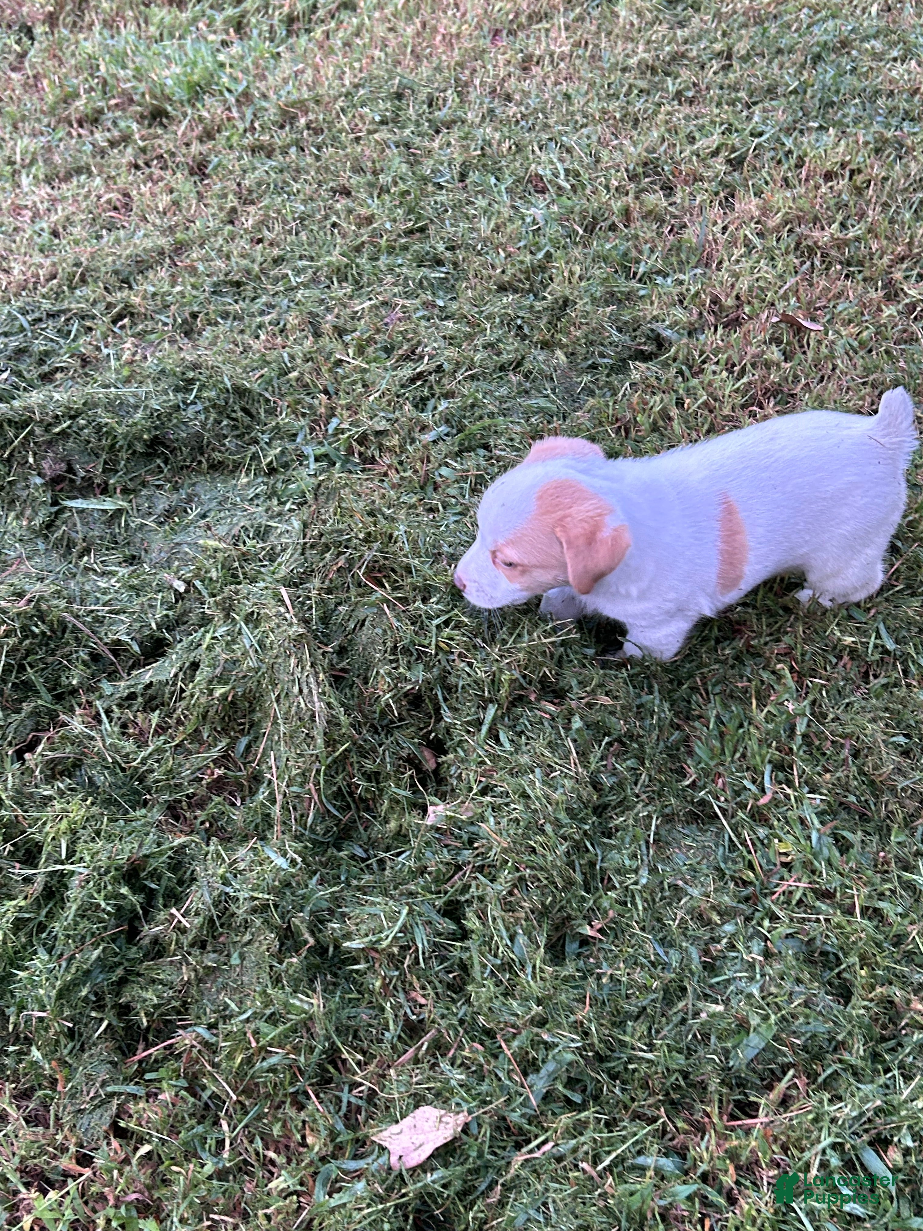 Jack Russell Terrier dogs Boy 1  - Ad 2